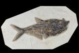 Fossil Fish (Diplomystus) - Green River Formation #117134-1